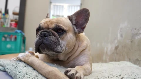 Cut dog lying on pillow looking at camera while holding rawhide bone indoor. Stockbeeldmateriaal 260860044