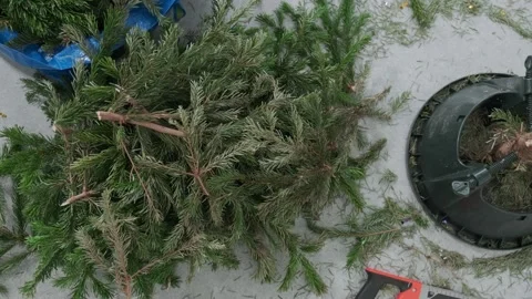 The cut-down Christmas tree branches are on the floor, the tree trunk is in a Stock Footage 168897488
