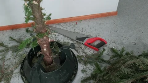 The cut-down Christmas tree branches are on the floor Stock Footage 168897614