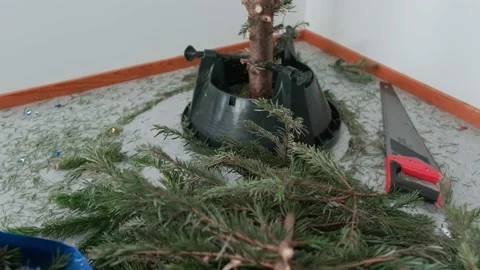 The cut-down Christmas tree branches are on the floor, the tree trunk is in a Stock Footage 168897741