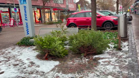 Cut-down Christmas trees lie on the sidewalk. Видео 331296532