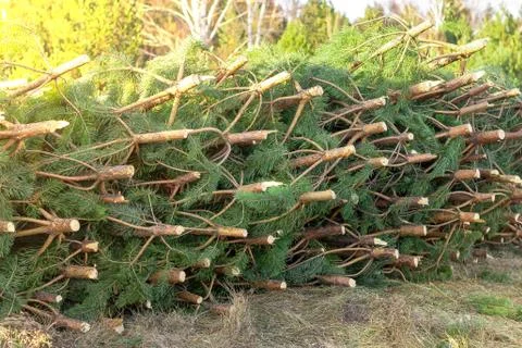 Cut down Christmas trees Stock Photos