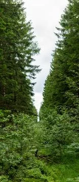 Cut down clearing in a forest to stop wildfire. Stock Photos