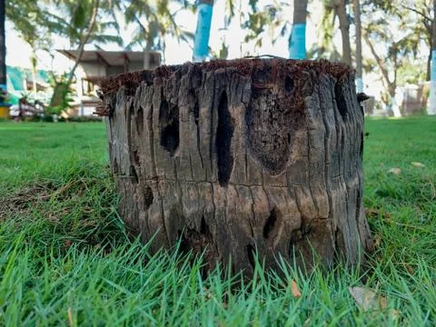 Cut down coconut tree in garden. Stock Photos