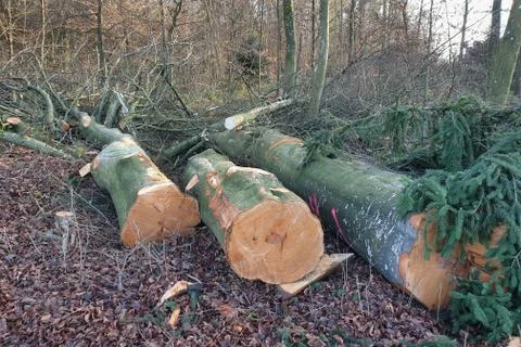 Cut down conifers in the forest. Stock Photos
