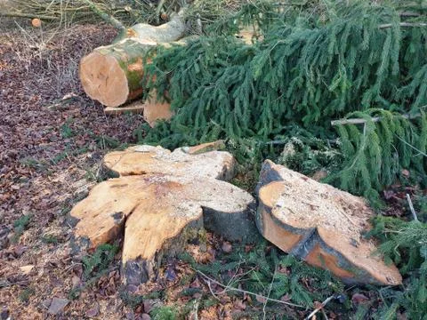 Cut down conifers in the forest. Stock Photos