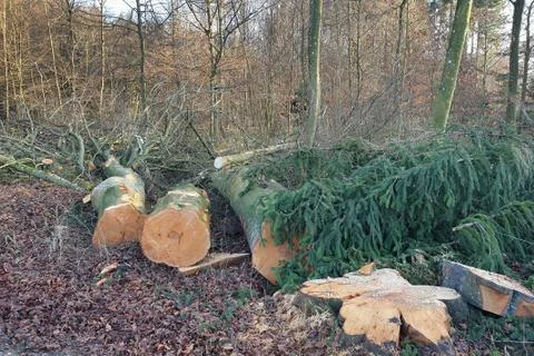 Cut down conifers in the forest. Stock Photos