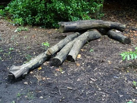 Cut Down Countryside Tree Logs Stock Photos