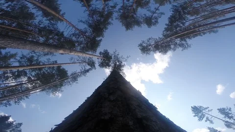 Cut down Derov, waters from the first person, 60 frames per second Stock Footage 97583699