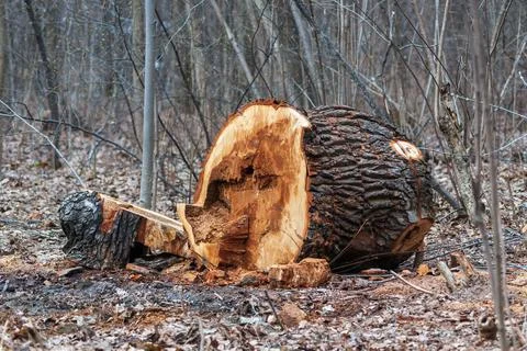 Cut down diseased old tree trunk in public park in early spring Stock-Fotos