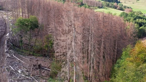 A cut down forest from above that was infested by the bark beetle filmed with Stock Footage 146975774