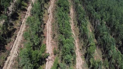 Cut down forest Video stock 166091455