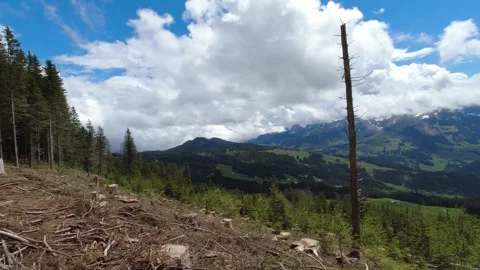 Cut down forest in the mountains, establisher Stock Footage 275886224