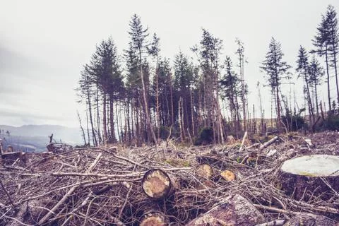 Cut down forest Stock Photos