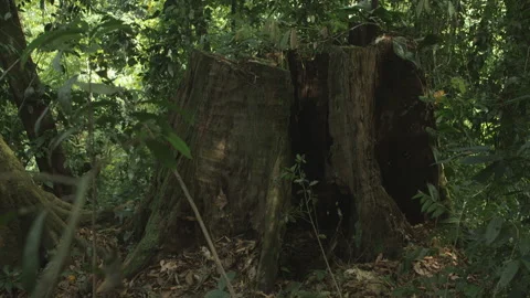 Cut Down Giant Tree Stump, Leuser National Park, Indonesia Stock Footage 141587792