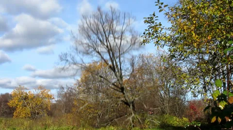 Cut down a large tree Vídeo Stock 31745940