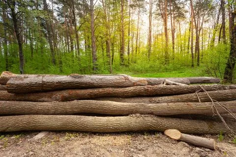 Cut down long tree trunks lying in a pile in the spring forest Stock Photos