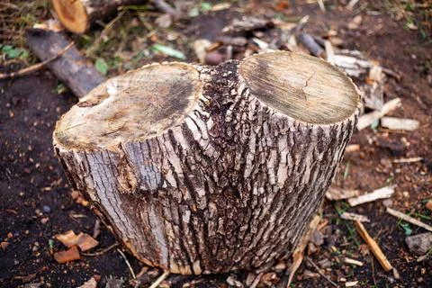 Cut down the old tree. view from above Stock Photos