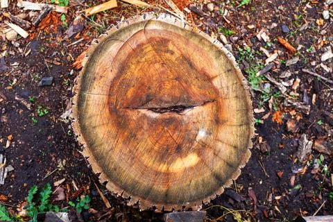 Cut down the old tree. view from above Stock Photos