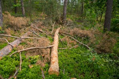 Cut down Stock Photos