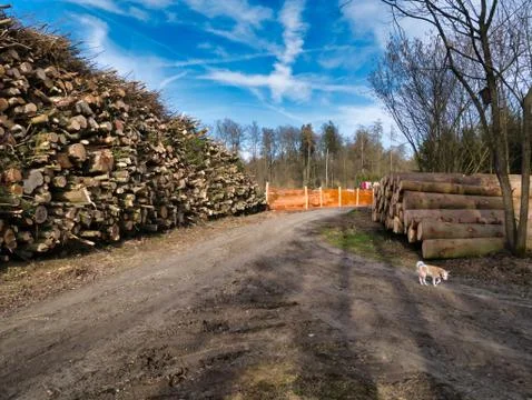 Cut down piles of trees next to footpath in the forest. 库存照片