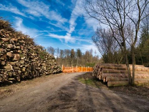 Cut down piles of trees next to footpath in the forest. 库存照片