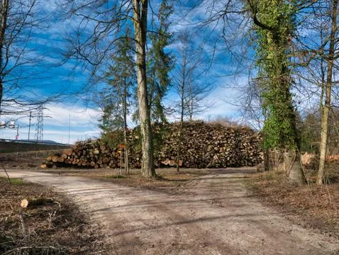 Cut down piles of trees next to footpath in the forest. Stock Photos