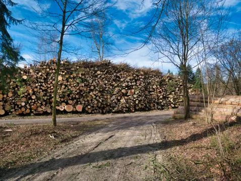 Cut down piles of trees next to footpath in the forest. Stock Photos