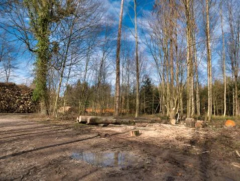 Cut down piles of trees next to footpath in the forest. Stock Photos