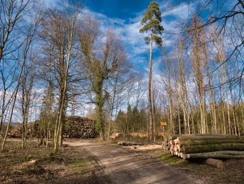 Cut down piles of trees next to footpath in the forest. Stock Photos