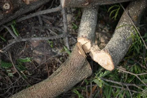 Cut down pine tree in forest Stock Photos