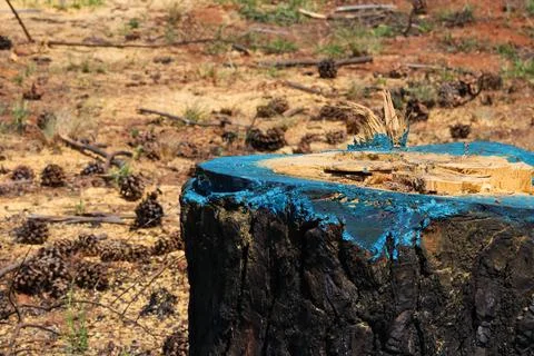 Cut Down Pine Tree Stump With Blue Herbicide Stock Photos