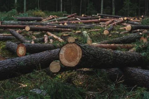 Cut down pine trees. Landscape of cut down trees in the forest Stock Photos