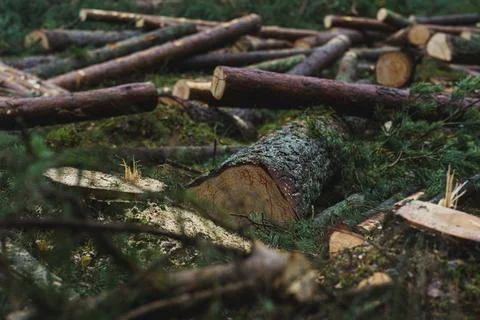 Cut down pine trees. Landscape of cut down trees in the forest Stock Photos