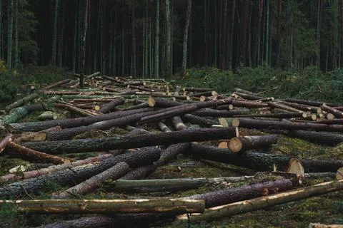 Cut down pine trees. Landscape of cut down trees in the forest Stock Photos