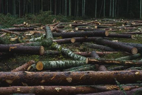 Cut down pine trees. Landscape of cut down trees in the forest Stock Photos