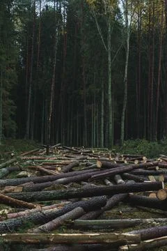 Cut down pine trees. Landscape of cut down trees in the forest Stock Photos