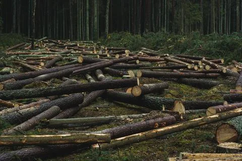 Cut down pine trees. Landscape of cut down trees in the forest Stock Photos