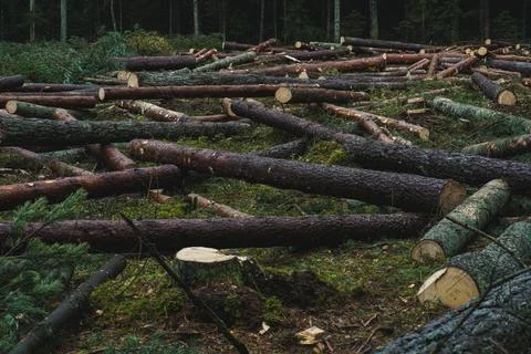 Cut down pine trees. Landscape of cut down trees in the forest Stock Photos