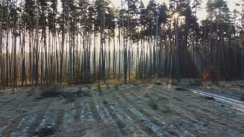 Cut down pine trees as result of mass deforestation, environmental problem Stock Footage 122426017