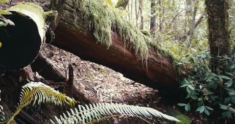 Cut down redwood tree with moss and ferns in the forest Stock Footage 255618628