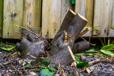 Cut down shrub, pruning down a tree, stump of a big shrub Stock Photos