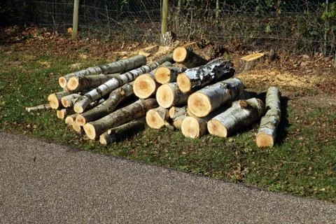Cut down silver birch logs in a pile 写真素材