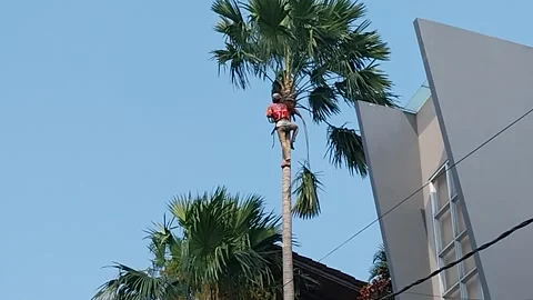 Cut down sugar palm trees Stock-Footage 278265316