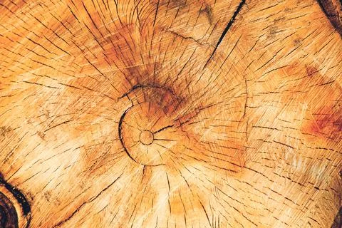 Cut down a thick tree trunk. A woody background with annual rings inside the  Stock Photos