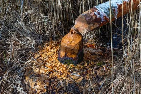 Cut down tree by a beaver Stock Photos
