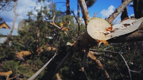 Cut down tree branches close up Stock Footage 97409828