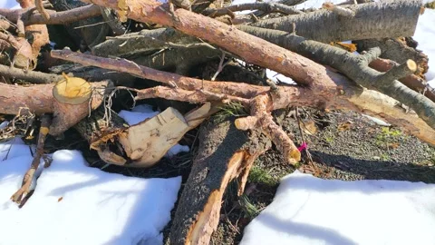Cut down tree branches in the park, panning Stock Footage 322040165