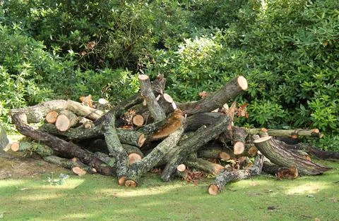 Cut Down Tree Branches. Stock Photos
