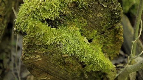 Cut down a tree covered with moss Stock Footage 50491523